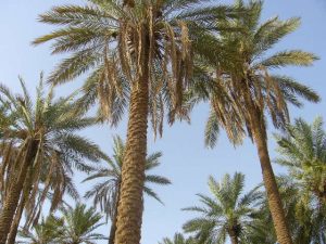 palm_trees_in_unaizah